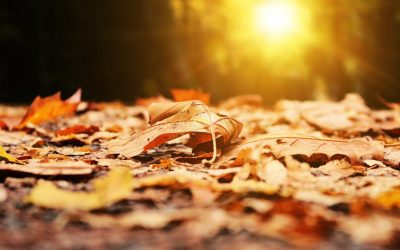 SHOULD I BUY OR SELL IN THE FALL/WINTER MARKET?